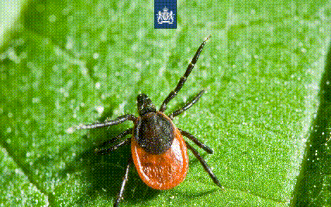 wegens-succes-verlengd:-tekenbeet-app